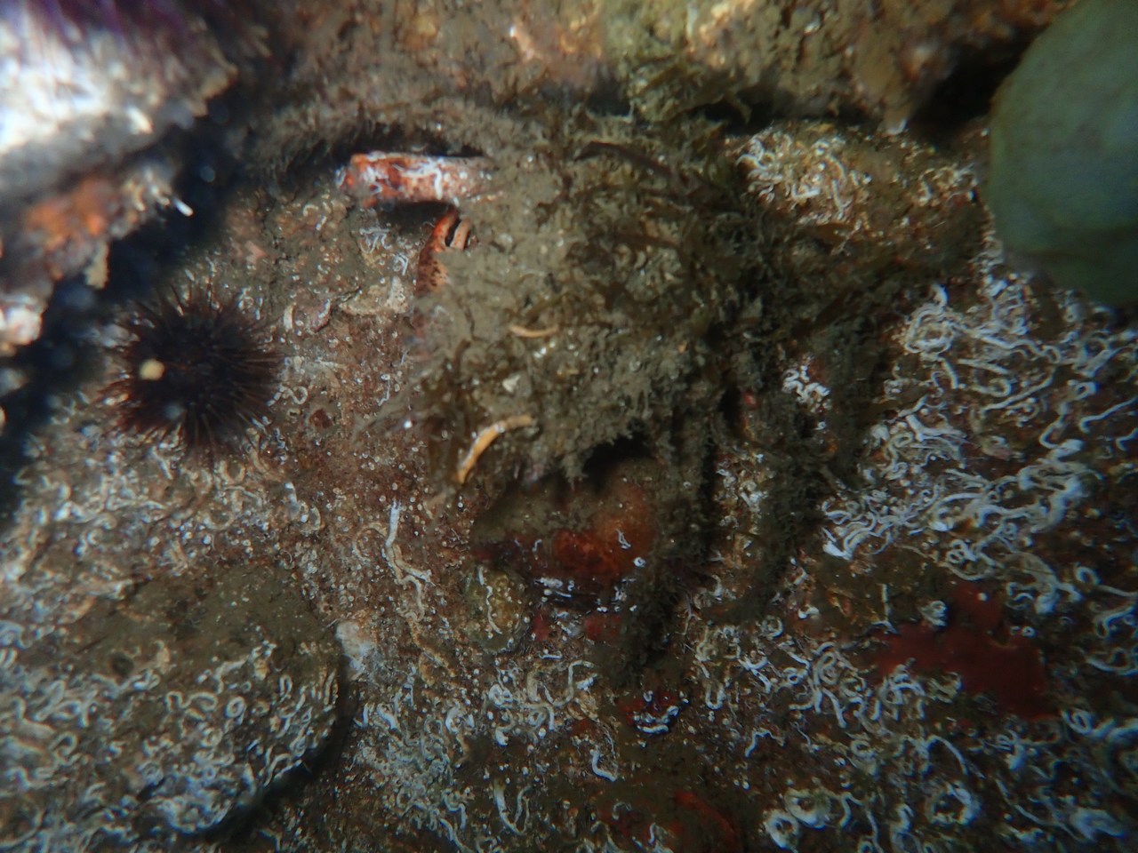 Maja crispata